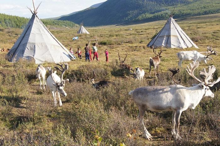 Reindeer herders Mongolia