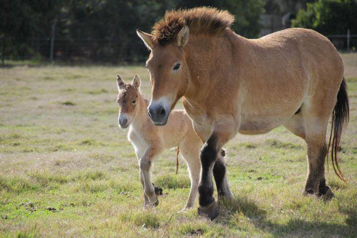 Wild horse in Mongolia