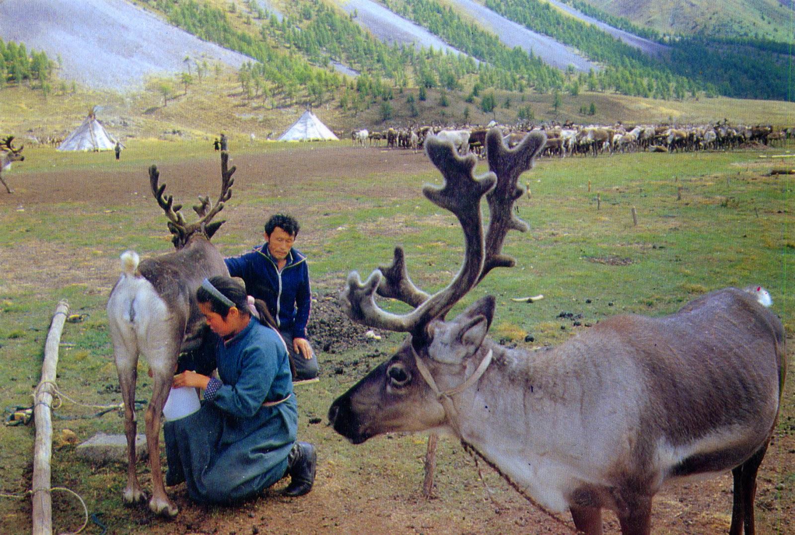 Tsaatan Mongolia