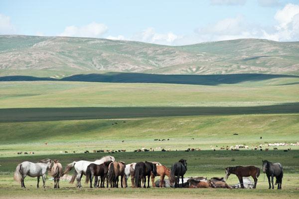 Mongolian country